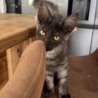 Chaton maine coon mâle loof #3