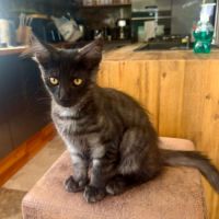 Chaton maine coon mâle loof #4