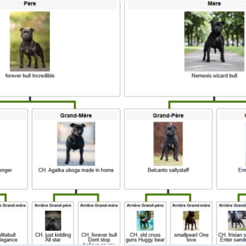 Chiots staffordshire bull terrier lof pedigree exc #2