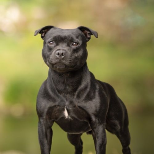 Chiots staffordshire bull terrier lof pedigree exc
