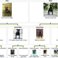 Chiots staffordshire bull terrier lof pedigree exc #2