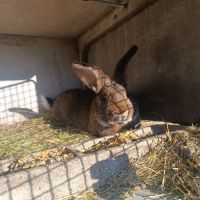 Lapin fermier #1