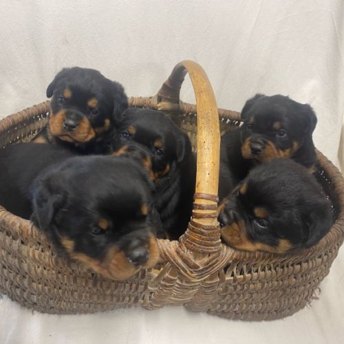 Chiot rottweiler lof