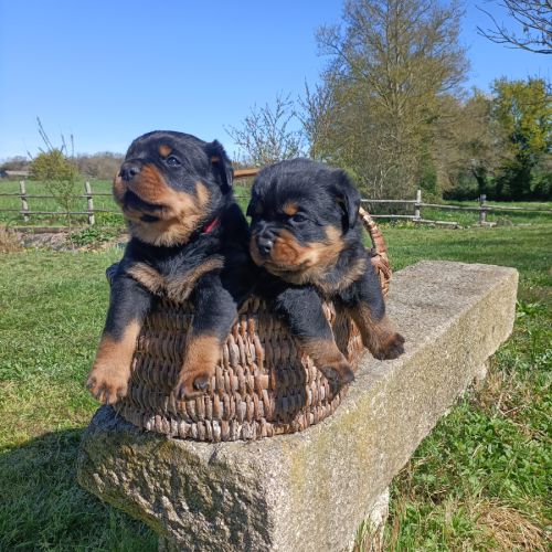 Chiot rottweiler lof #2