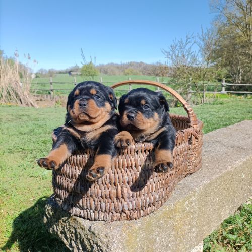 Chiot rottweiler lof #3