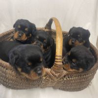 Chiot rottweiler lof #0