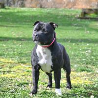 Chiot staffordshire bull terrier #1