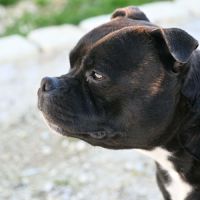 Chiot staffordshire bull terrier #3