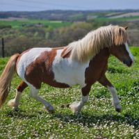 Poney oc type shetland #3