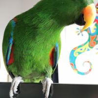 Vends eclectus eam mâle