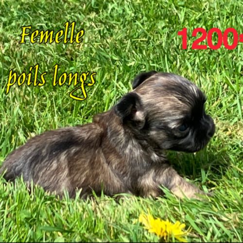 Chiots chihuahua petit gabarit #1