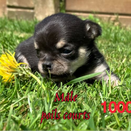 Chiots chihuahua petit gabarit #3