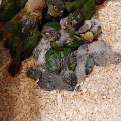 Jeune conure molinae pour eam #2