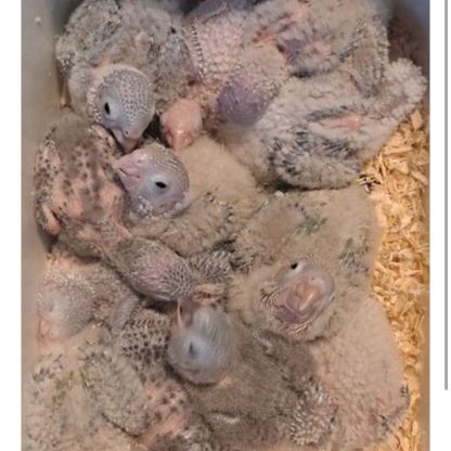 Jeune conure molinae pour eam