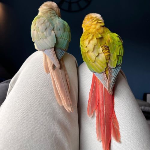 Jeune conure molinae pour eam #4