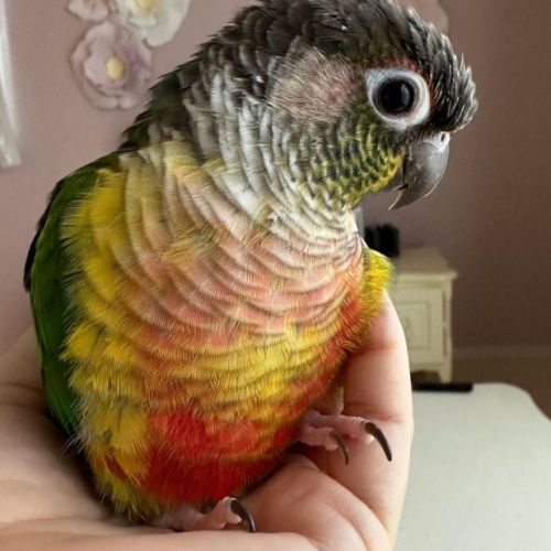 Jeune conure molinae pour eam #5