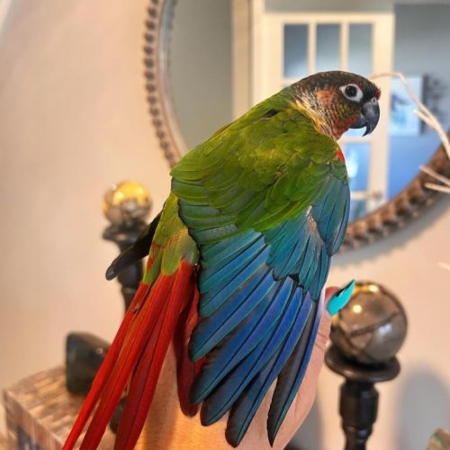 Jeune conure molinae pour eam #6