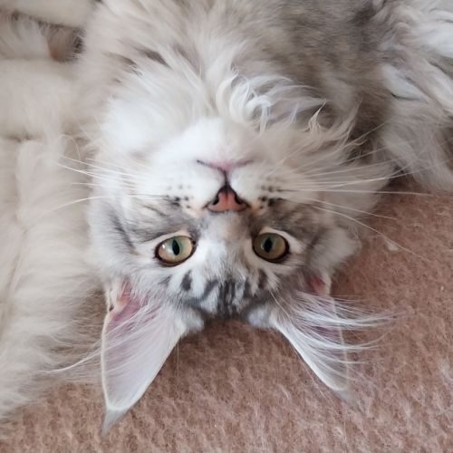 Chatons maine coon femelles loof