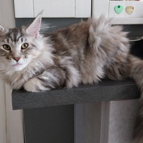 Chatons maine coon femelles loof #3