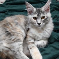 Chatons maine coon femelles loof #1