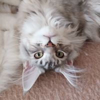 Chatons maine coon femelles loof #0