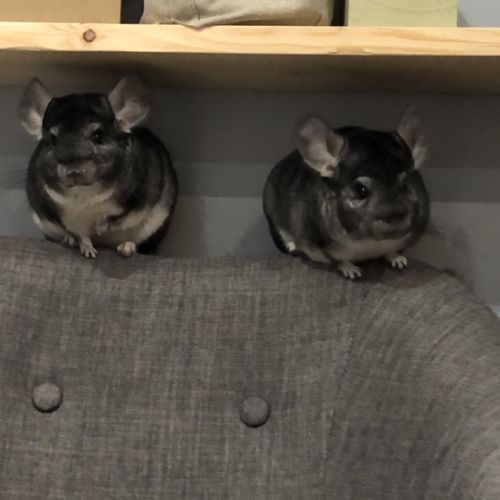 2 chinchilla mâles #2