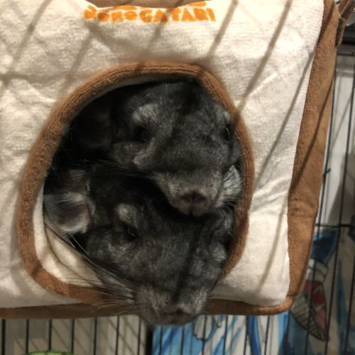 2 chinchilla mâles #4