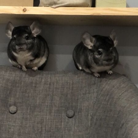 2 freres chinchillas #2
