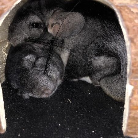 2 freres chinchillas #3