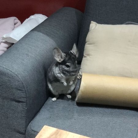 2 freres chinchillas #7