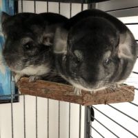 2 freres chinchillas #0