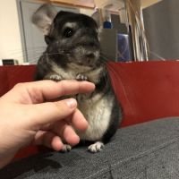 2 freres chinchillas #4