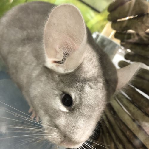 Chinchilla mâle #3