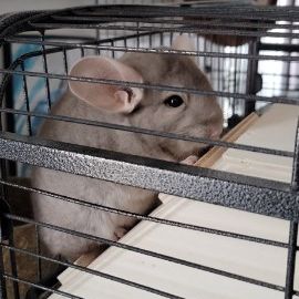 Chinchilla mâle #1