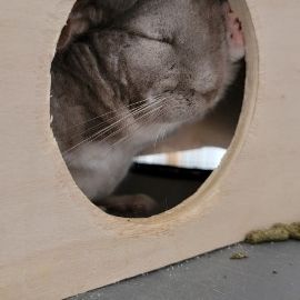 Chinchilla mâle #2