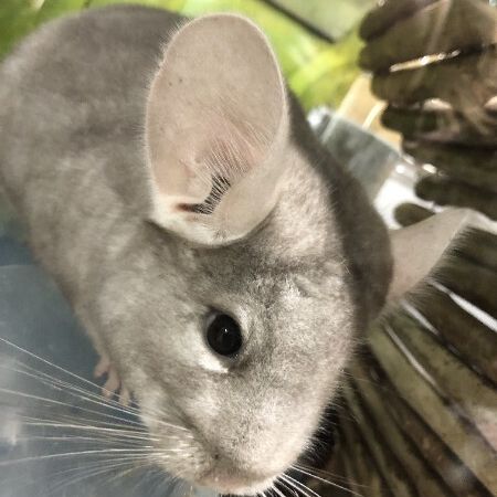 Chinchilla mâle #3