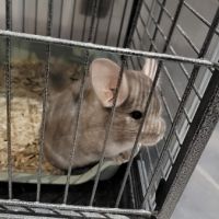 Chinchilla mâle