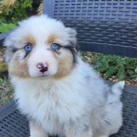 Chiots berger australien disponibles #0