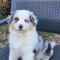 Chiots berger australien disponibles #2