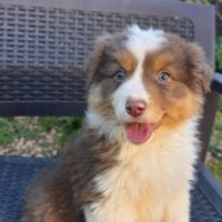 Chiots berger australien disponibles #3