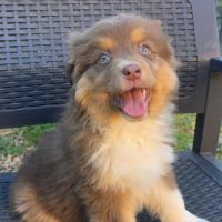 Chiots berger australien disponibles #4