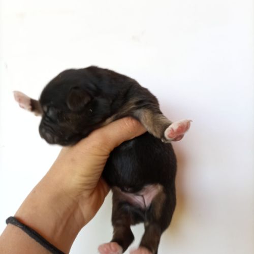 Chiots type berger australien parents lof #6