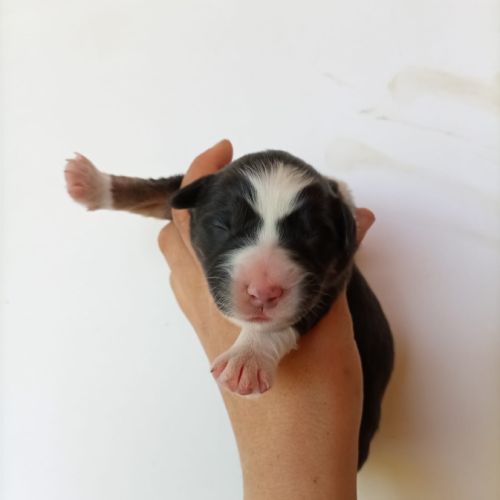 Chiots type berger australien parents lof #8