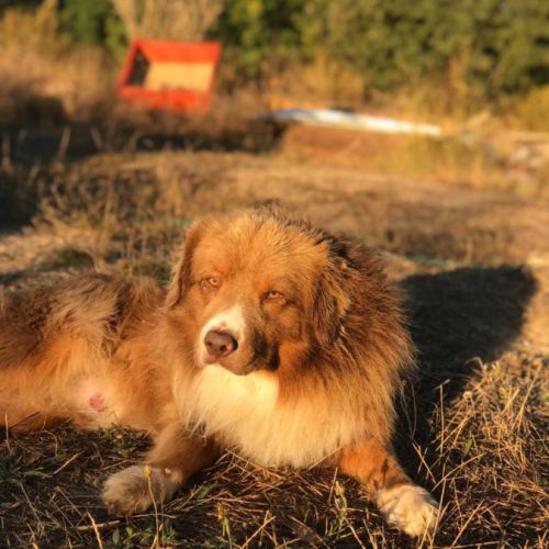 Chiots type berger australien parents lof #9