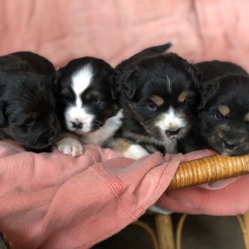 Chiots type berger australien parents lof