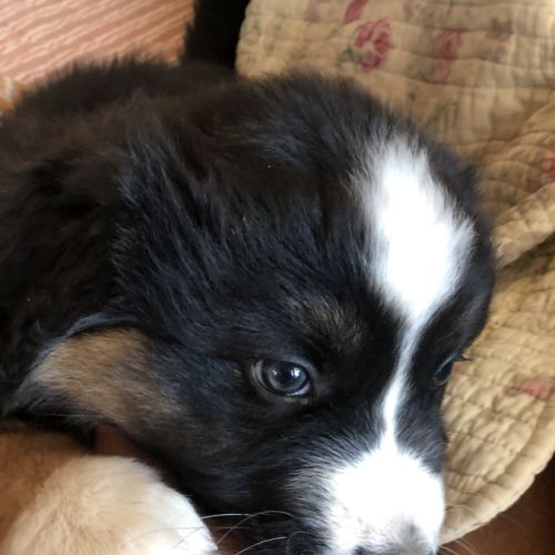 Chiots type berger australien parents lof #2