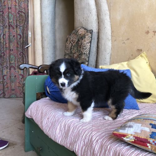 Chiots type berger australien parents lof #3