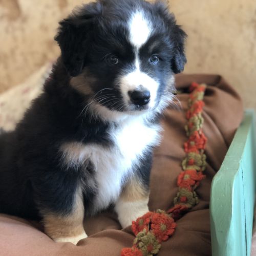 Chiots type berger australien parents lof #4