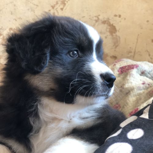 Chiots type berger australien parents lof
