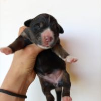 Chiots type berger australien parents lof #1